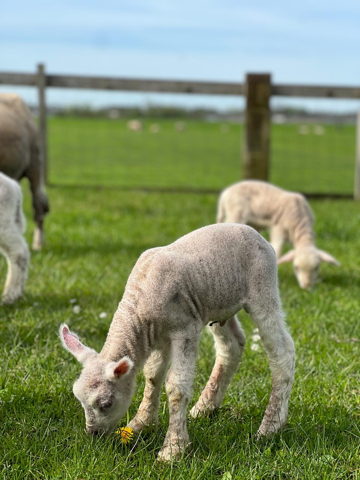 Ontmoet The Knitwit Stable lammetjes