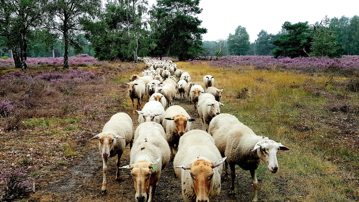 Sjraar van Beek van ‘De Wassum’