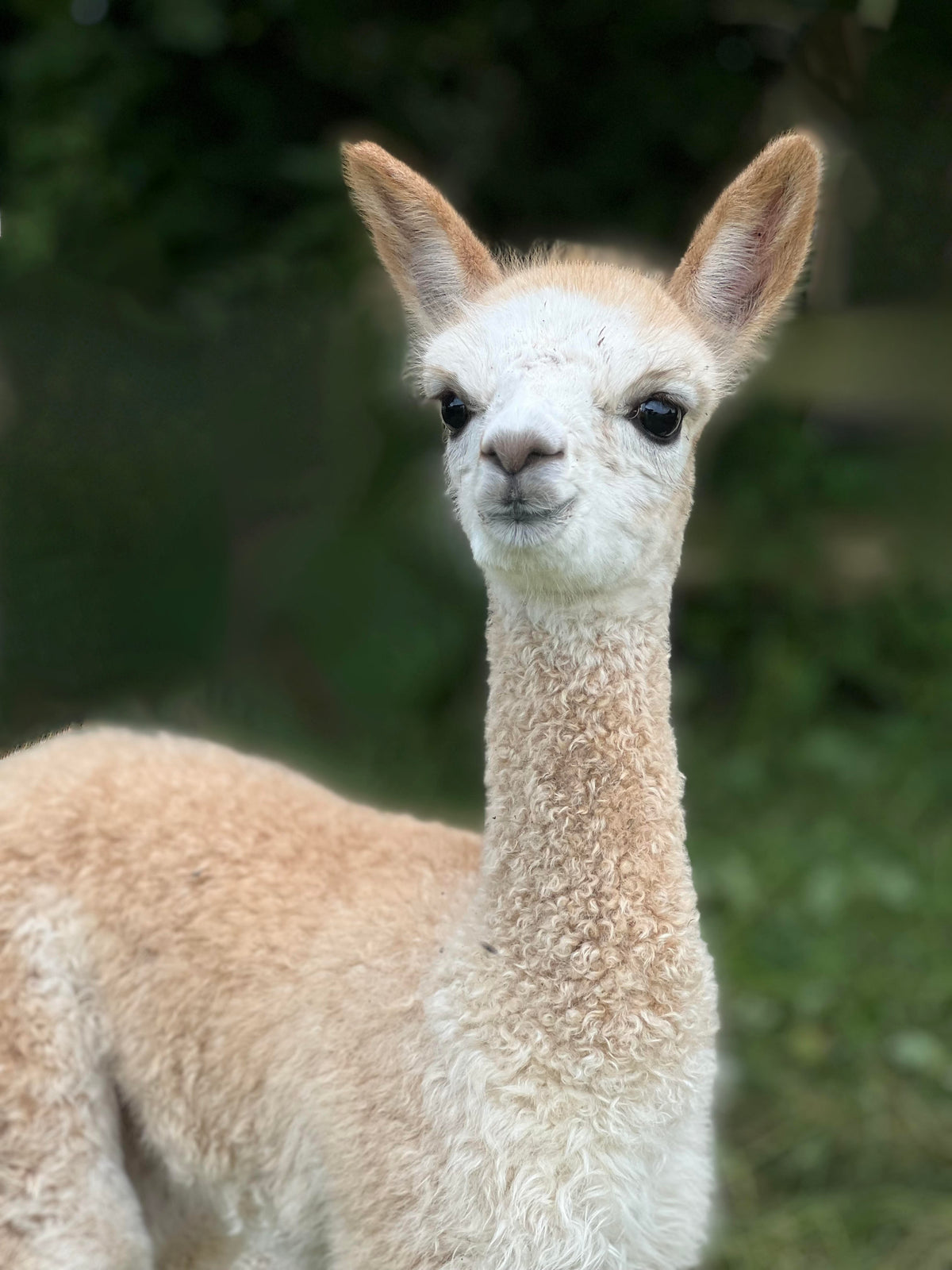 Alpaca duvet