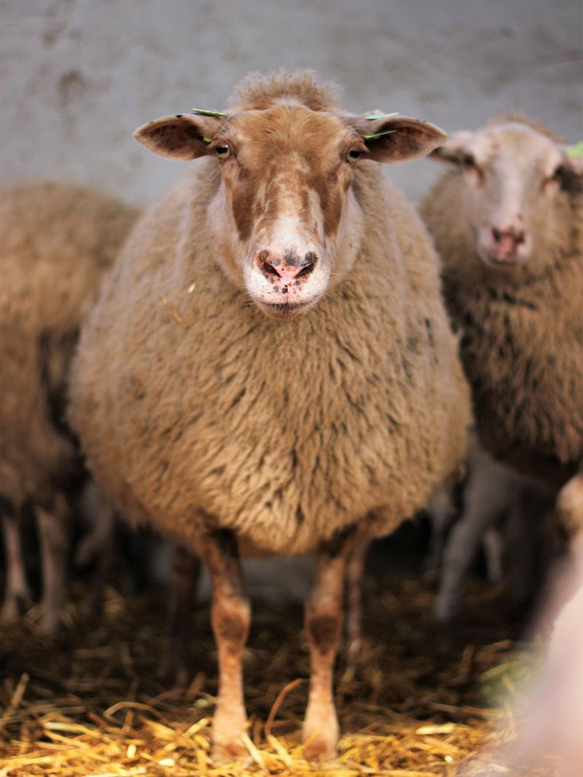 Kempisch Heideschaap vulwol
