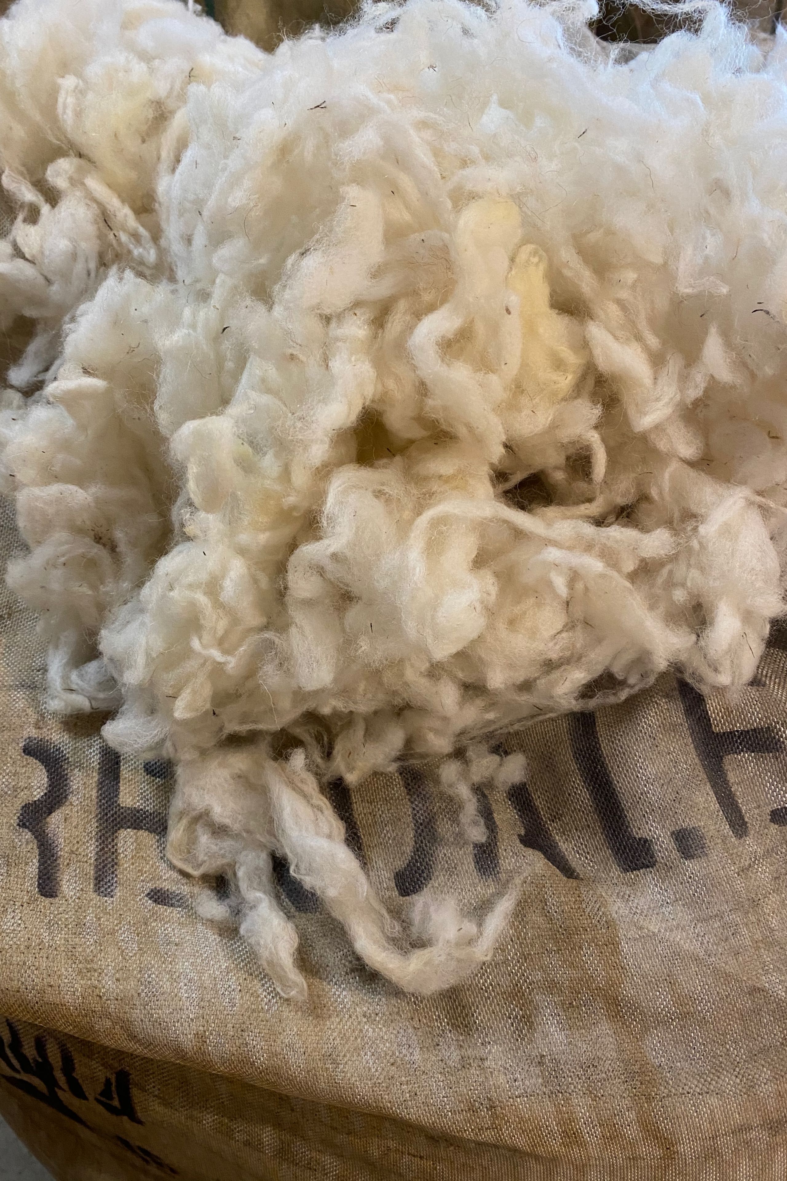 Kempisch Heideschaap filler wool